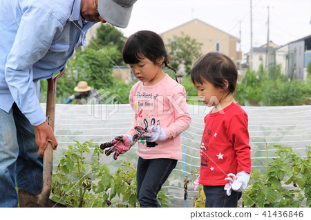 家庭挖土豆 家庭挖土豆 41436846