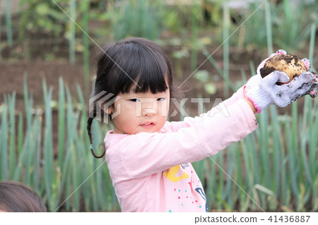 Families digging potatoes 41436887