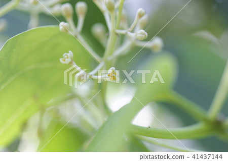 Cinnamon blossoms 41437144