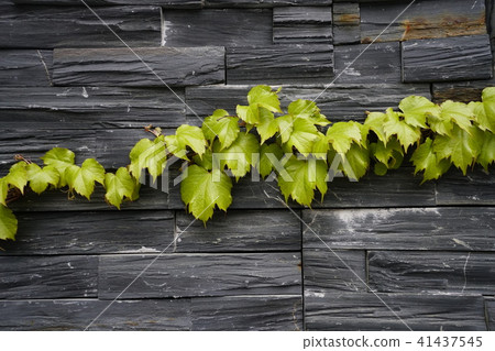 Ivy leaf attached to a wall 41437545