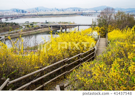 Han River and forsythia flowers overlooking Mount Ebong in Seoul 41437548