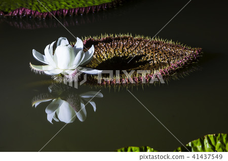 Victorian lotus blooming at night, 41437549