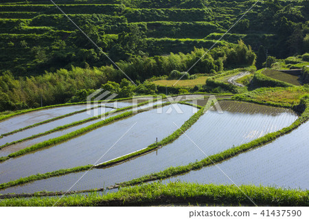 Rice paddy field in Beppu 41437590