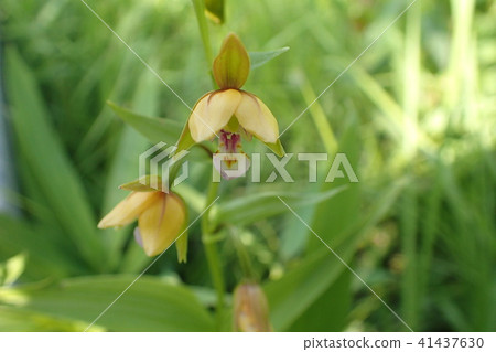 The blooming of Kakiran 41437630