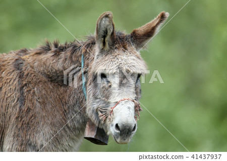 Old wise donkey Old wise donkey 41437937