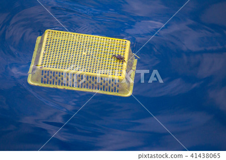 Crab and Plastic waste on the sea . 41438065