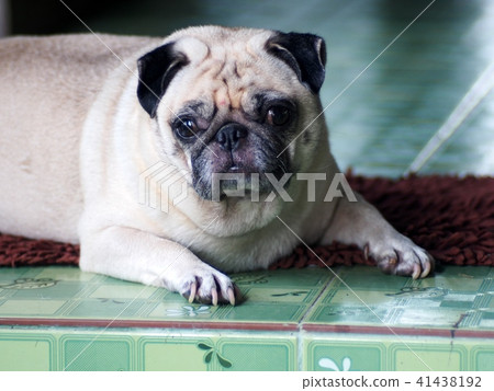 portraits photo of a lovely white fat cute pug dog portraits photo of a lovely white fat cute pug dog 41438192