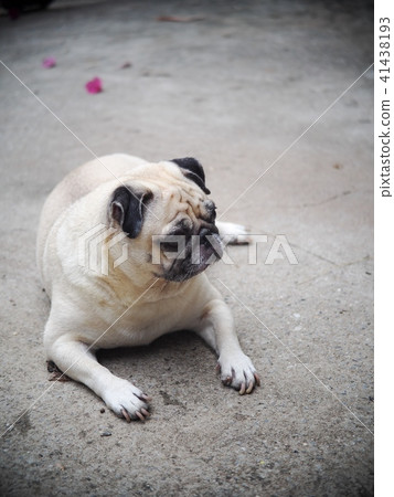 portraits photo of a lovely white fat cute pug dog portraits photo of a lovely white fat cute pug dog 41438193