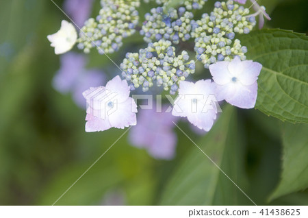 繡球 繡球 41438625