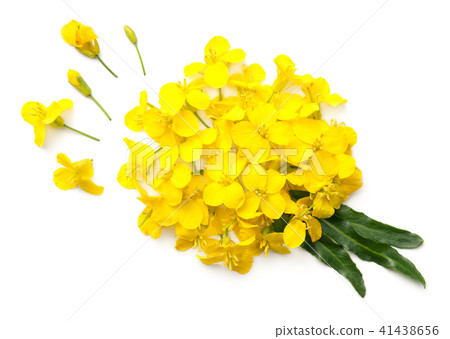 Rapeseed Flowers Isolated on White Background 41438656