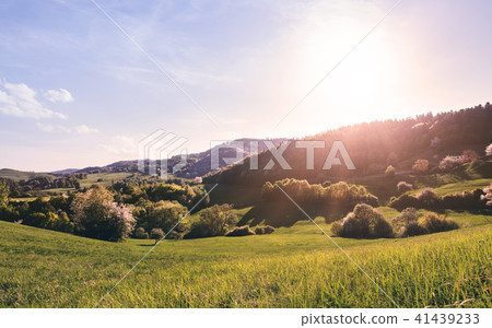 Panoramic view of landscape of meadows and woodland. Sunset in nature. Panoramic view of landscape of meadows and woodland. Sunset in nature. 41439233