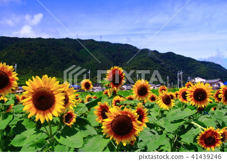 Suno Onohara向日葵（京都市西京區） 41439246