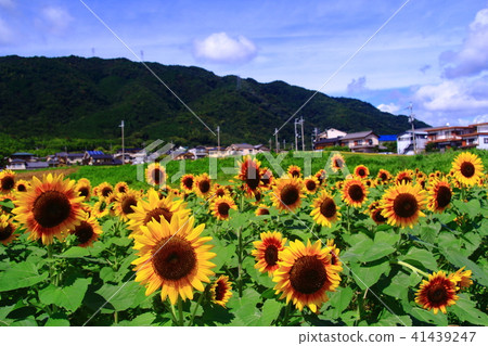 Suno Onohara向日葵（京都市西京區） 41439247
