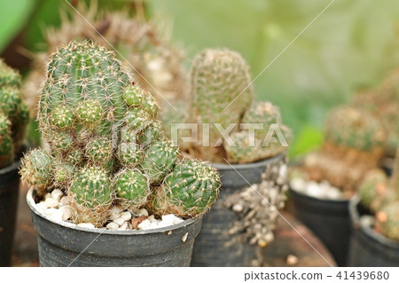 Beautiful cactus in tropical Beautiful cactus in tropical 41439680