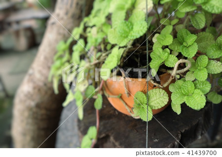 Peppermint plant in nature Peppermint plant in nature 41439700