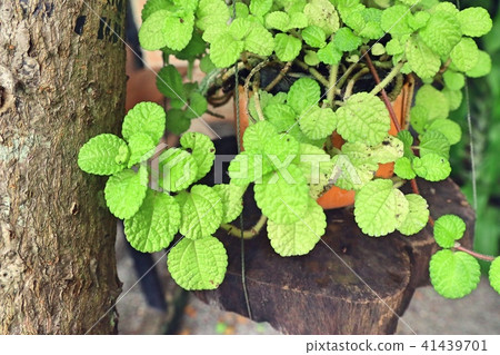 Peppermint plant in nature 41439701