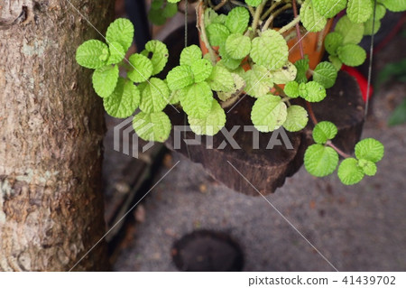 Peppermint plant in nature Peppermint plant in nature 41439702