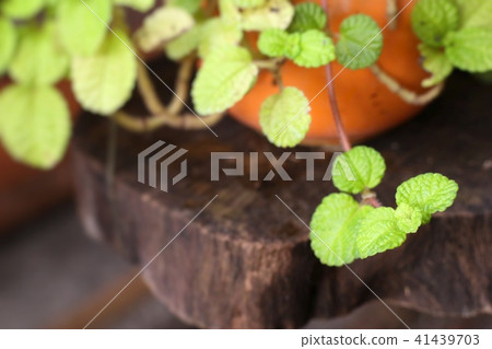 Peppermint plant in nature Peppermint plant in nature 41439703