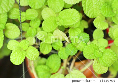 Peppermint plant in nature Peppermint plant in nature 41439705