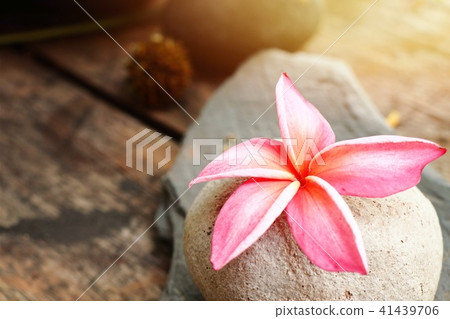 Tropical flowers pink frangipani Tropical flowers pink frangipani 41439706