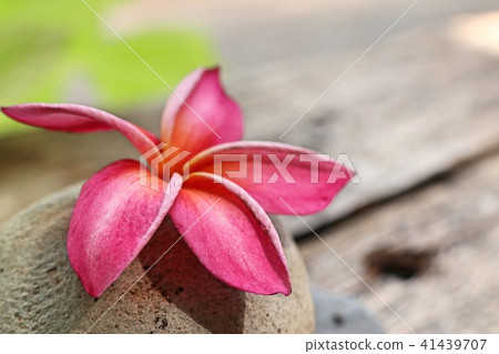Tropical flowers pink frangipani Tropical flowers pink frangipani 41439707