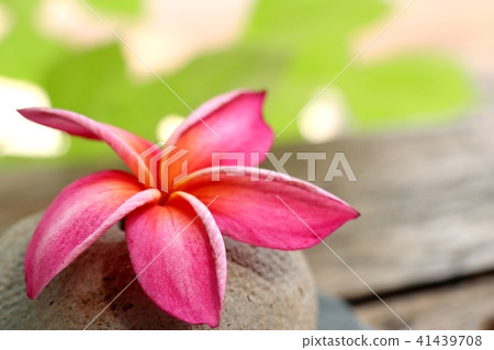 Tropical flowers pink frangipani Tropical flowers pink frangipani 41439708
