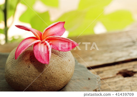 Tropical flowers pink frangipani Tropical flowers pink frangipani 41439709