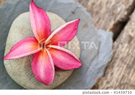 Tropical flowers pink frangipani Tropical flowers pink frangipani 41439710