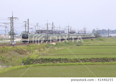 Early summer paddy field and Utsunomiya line 205 series 8 cars (former Keiyo line vehicle) 41440255