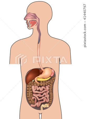 Human digestive. Gastrointestinal detailed system Human digestive. Gastrointestinal detailed system 41440797