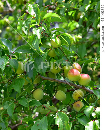 Minami Takane Minami Takane 41440852