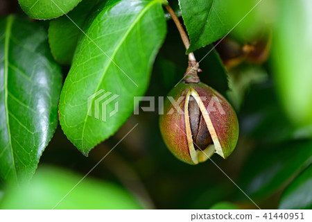 Camellia seeds 41440951