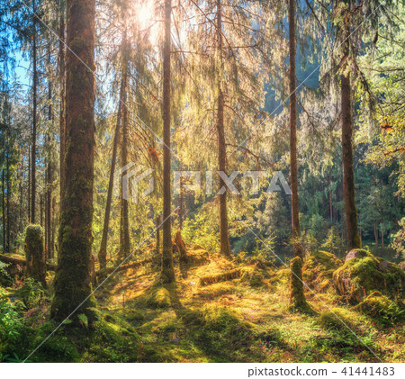 Forest with green trees at sunset in summer Forest with green trees at sunset in summer 41441483
