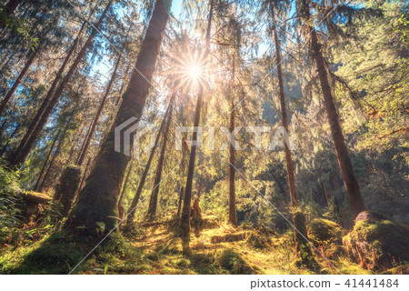Forest with green trees at sunset in summer Forest with green trees at sunset in summer 41441484