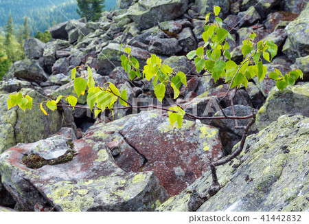 Small birch tree grows up on stone Small birch tree grows up on stone 41442832