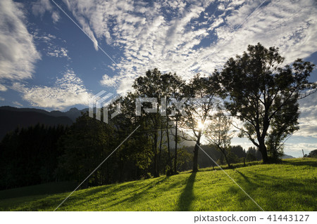 Trees near Annaberg im Lammertal 41443127