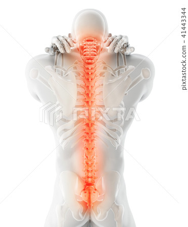 3D Illustration of sacral and cervical painful. 3D Illustration of sacral and cervical painful. 41443344