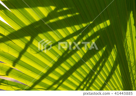 Light and shadow line of palm leaf Light and shadow line of palm leaf 41443885