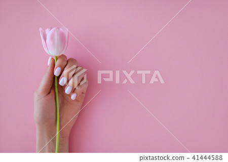 Beautiful stylish female manicure. Tulip flower. P Beautiful stylish female manicure. Tulip flower. P 41444588
