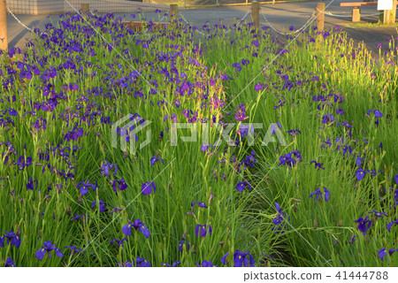 哈納克己 哈納克己 41444788