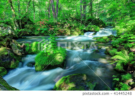 Oretase streams of fresh green leaves blooming 41445248