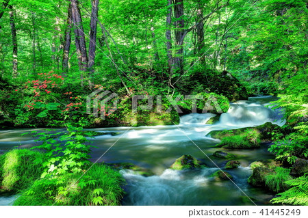 Oretase streams of fresh green leaves blooming 41445249