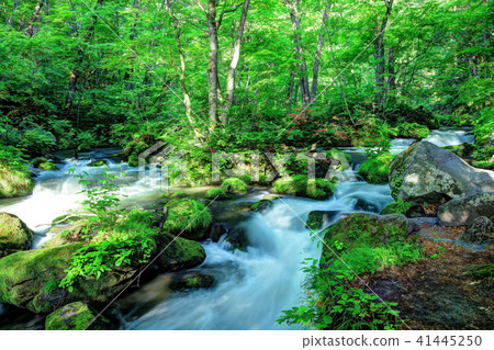 Oretase streams of fresh green leaves blooming 41445250