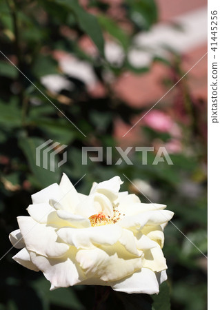 John F. Kennedy · Rose Flower John F. Kennedy · Rose Flower 41445256
