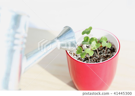 Young leaves and Rainy-Ru 41445300