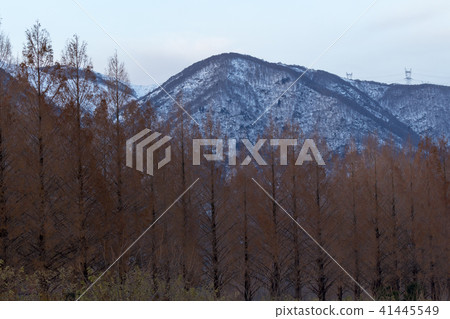 水杉行樹 41445549