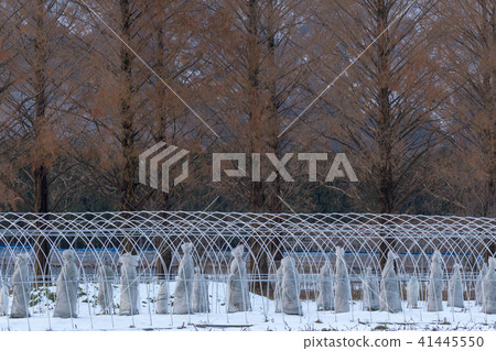 水杉行樹 41445550