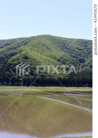 Paddy field 41445679