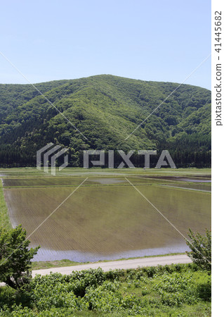 稻田 稻田 41445682