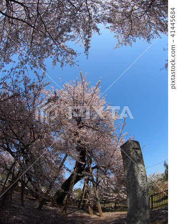 Ishido Kamakura 41445684